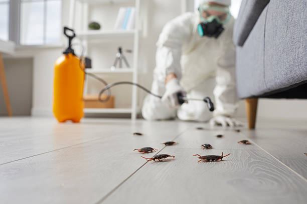 Commercial Rodent Management in Coldwater